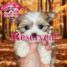 RESERVED - Blue tan and white female Biewer Terrier puppy in Asheville, North Carolina from Miniature Blessings