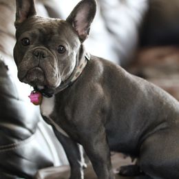 Maya Moo - French Bulldog