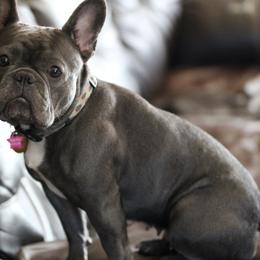 Maya Moo - French Bulldog