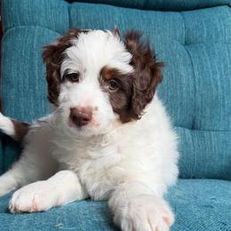 Romance (white) - Red tri-color male Aussiedoodle puppy in Watertown, Wisconsin from Little Bear Paws Aussiedoodles