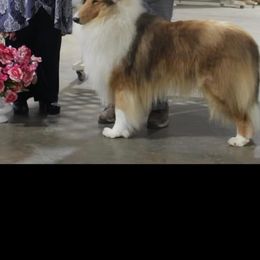 Beacon - Collie