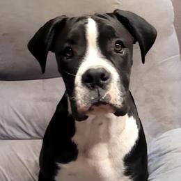 Boxers from Rebel Dogz USA