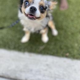 Chihuahua Puppies from Petite Pups
