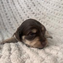 Chocolate And Cream Female - Chocolate and cream female Dachshund puppy in Blackstone, Virginia from Cheyenne's Dachshunds