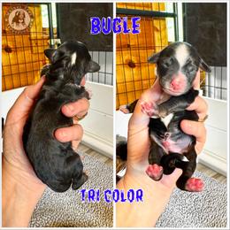Bugle - Tri-color male Bernedoodle puppy in Banner Elk, North Carolina from Walnut Tree Bernedoodles