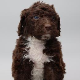 Reesie - Twin 2 - Brown and white female Bernedoodle puppy in Westminster, South Carolina from Goldendoodlepuppiessc
