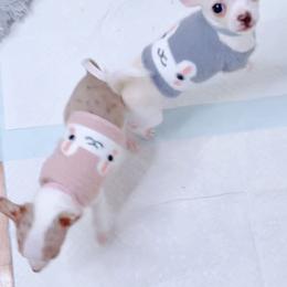 Chihuahua Puppies from Petite Pups LLC