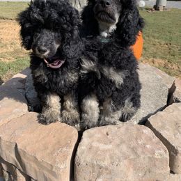 Cockapoo, Goldendoodle, and Aussiedoodle Puppies from Dare to Doodle
