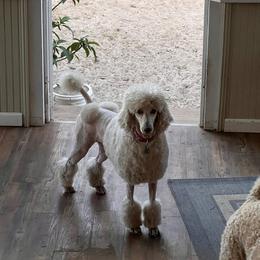 Pinky - Poodle