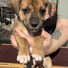 Mountain Cur Puppies from Walnut Ridge Mountain Curs