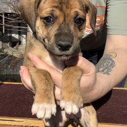 Mountain Cur Puppies from Walnut Ridge Mountain Curs