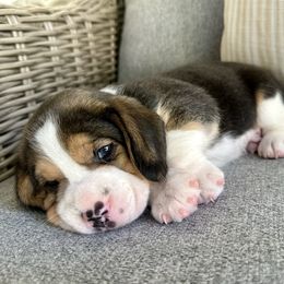 Boy 1 - Black white and tan male Beagle puppy in Monticello, Georgia from Beaglelove