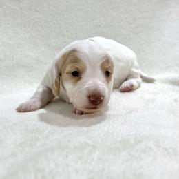 Izzy - Piebald Dachshund puppy in Luling, Texas from Kristina's Dachshunds