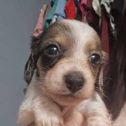 Girl 3 - Black and cream male Dachshund puppy in Rutherfordton, North Carolina from Knock Out Doxie’s