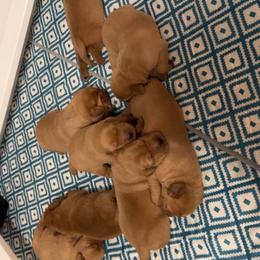 Girl 2 - Yellow female Labrador Retriever puppy in Denton, Maryland from Amber's Labrador Retrievers