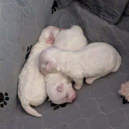 Girl 2 - White female Bichon Frise puppy in Eaton Rapids, Michigan from JMs Bichons