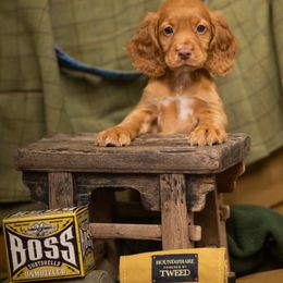English Cocker Spaniel Puppies from SunSage Sporting Dogs