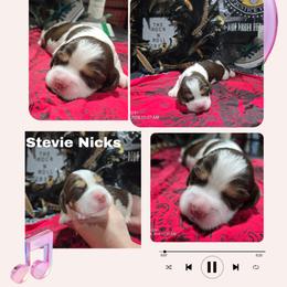 Stevie nicksGirl 4 - Liver white and tan female English Springer Spaniel puppy in Saginaw, Michigan from Kemerer Springers
