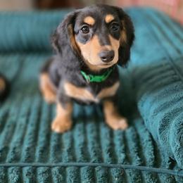 Glory - Black and cream female Dachshund puppy in Bedias, Texas from Faith & Grace Doxies