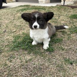 Gingerbread - Brindle and white male American Corgi puppy in Temple, Texas from Silver Moon Cardigan Corgis