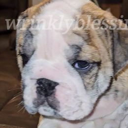 Brutus - Red brindle Bulldog puppy in Granville, Iowa from Wrinkly Blessings English Bulldogs