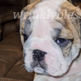 Brutus - Red brindle Bulldog puppy in Granville, Iowa from Wrinkly Blessings English Bulldogs