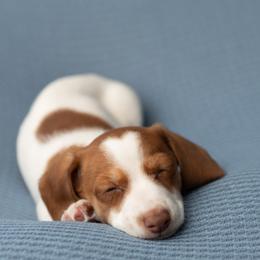 Male puppy - Piebald male Dachshund puppy in Corona, California from Little Paws Dachshunds