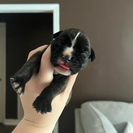 Blade - Brindle male Boxer puppy in Henderson, Tennessee from Vom Broadvalley