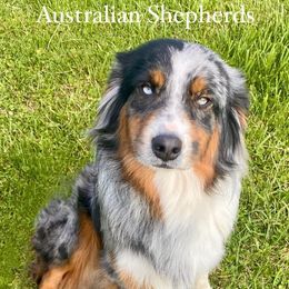 Australian Shepherd Puppies from Saddle Creek Australian Shepherds