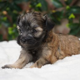 Zola - Liver female Miniature Schnauzer puppy in Montebello, California from Rod Schnauzers