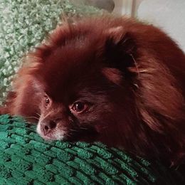 Penny Lane - Pomeranian