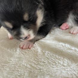 Hershey - Black and tan male Pembroke Welsh Corgi puppy in Dawson, Iowa from Carousel Corgis