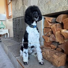 HANK - Black Tri - Parti male Poodle puppy in Charlo, Montana from Heavenly Hilltop Farm
