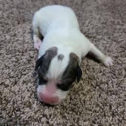 Girl 1 - White and badger female Great Pyrenees puppy in Ruthven, Iowa from Whispering Heights Ranch