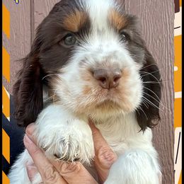 English Springer Spaniel Puppies from Yellowstone Springers