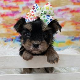 Jewls TEACUP - Black and tan female Yorkshire Terrier puppy in Monticello, Iowa from Ashley’s Puppies