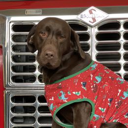 GUNNER  - Labrador Retriever