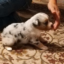 Australian Shepherd Puppies from Soundtrack Farms
