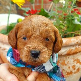 Blue - Apricot male Goldendoodle puppy in Little Rock, Arkansas from Adorable Mini Doodles LLC
