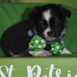 Forrest - Black and tan male Chihuahua puppy in Gloucester, Virginia from Charlotte's Web of Chihuahuas
