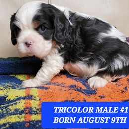 Cavalier King Charles Spaniel Puppies from C.H. Cavaliers