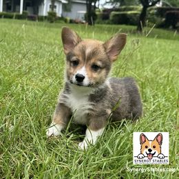 Pembroke Welsh Corgi Puppies from Synergy Stables, Inc.