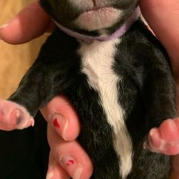 Schnoodles from Isla Skye Puppies