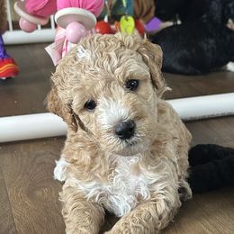 Assorted Doodle Crosses and Aussiedoodle Puppies from Parrish Precious Ones Missouri