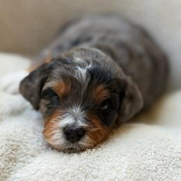 Dewdrop - Merle female Bernedoodle puppy in Statesville, North Carolina from Loves legacy Doodles