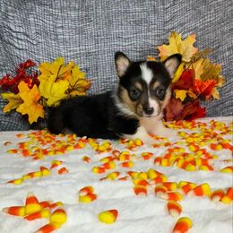 Female 1 - Black and tan female Pembroke Welsh Corgi puppy in Surprise, Arizona from Ruff and Rowdy Corgis