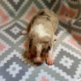 Lily - Red merle female Australian Shepherd puppy in Clover, South Carolina from Jo’s Aussies