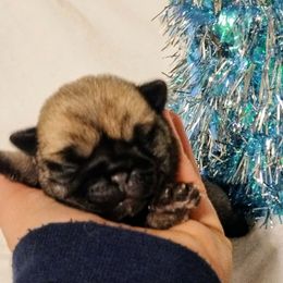 Girl 1 - Fawn female Pug puppy in Blountsville, Alabama from Rock Springs Pugs