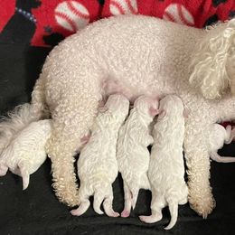 Bichon Frises from Bichon Frise in Bradenton Florida