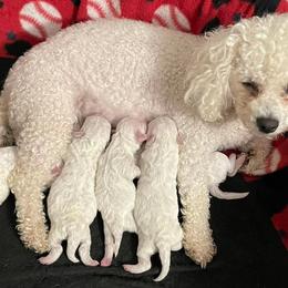Bichon Frises from Bichon Frise in Bradenton Florida